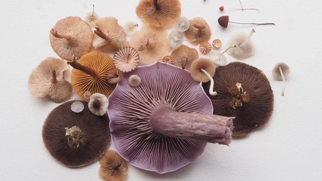 🛡 Hongos adaptógenos y sistema inmune: lo que revelan los estudios más recientes