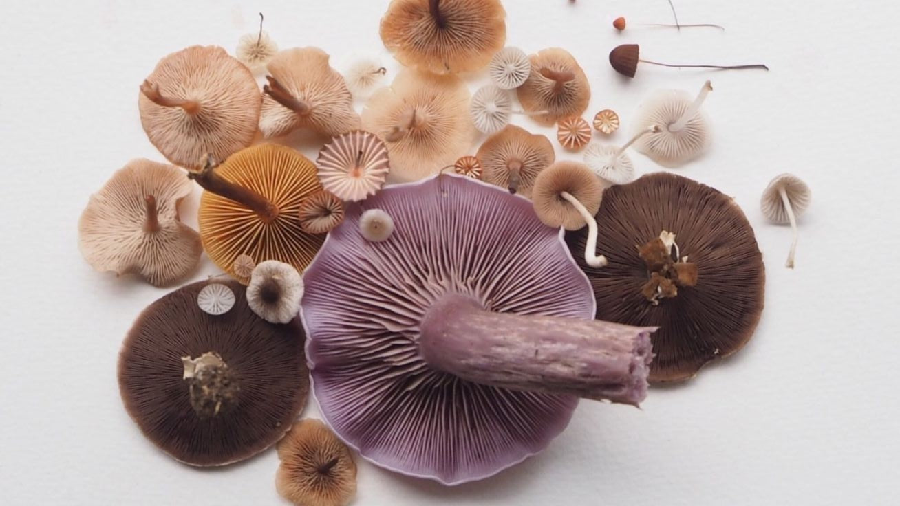 🛡 Hongos adaptógenos y sistema inmune: lo que revelan los estudios más recientes