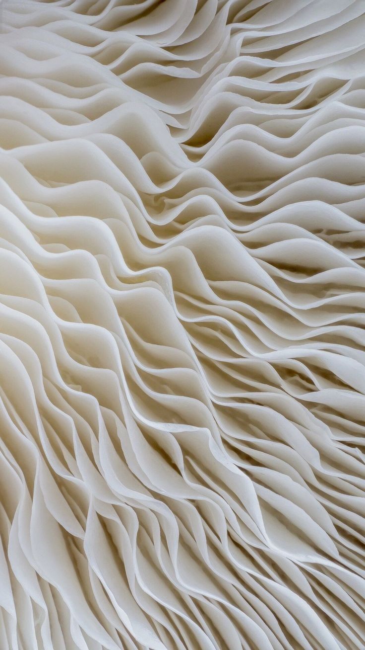 🧒 Hongos adaptógenos en niños: seguridad y beneficios potenciales