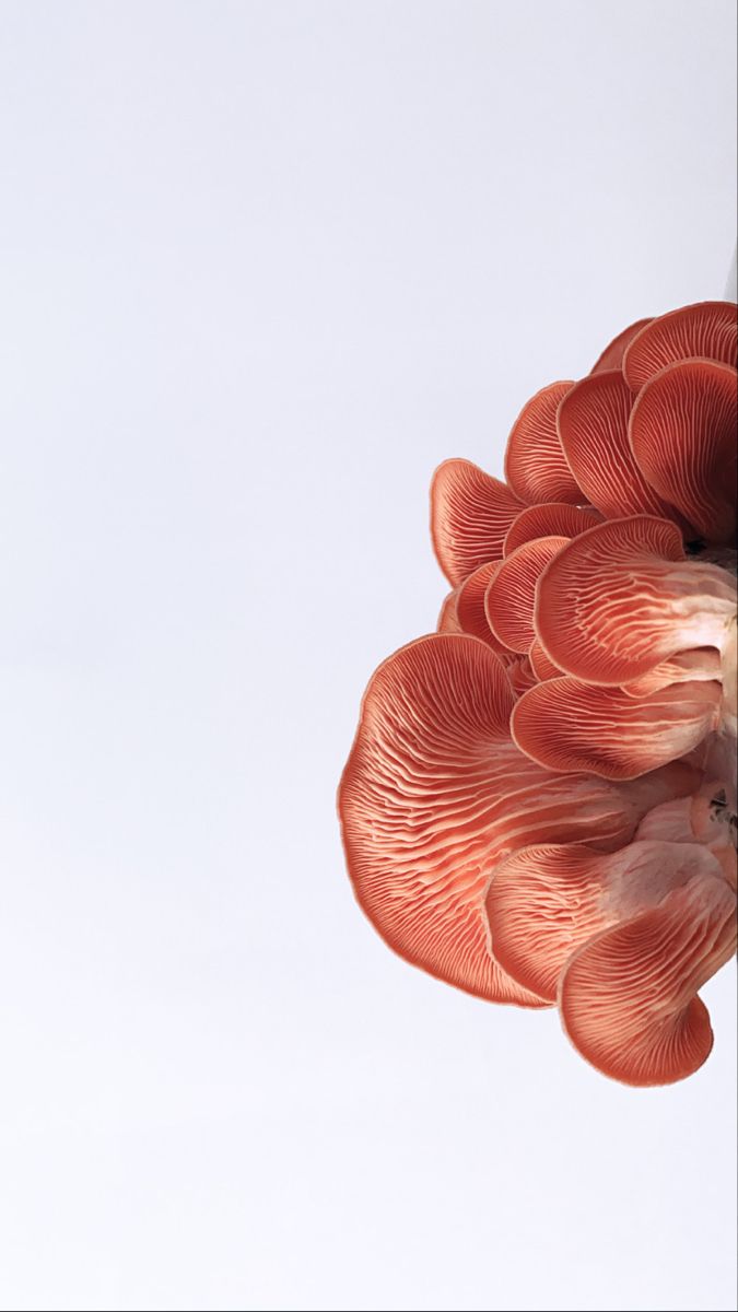 🌿 Hongos adaptógenos y el eje intestino-cerebro: cómo impactan en la salud digestiva y emocional