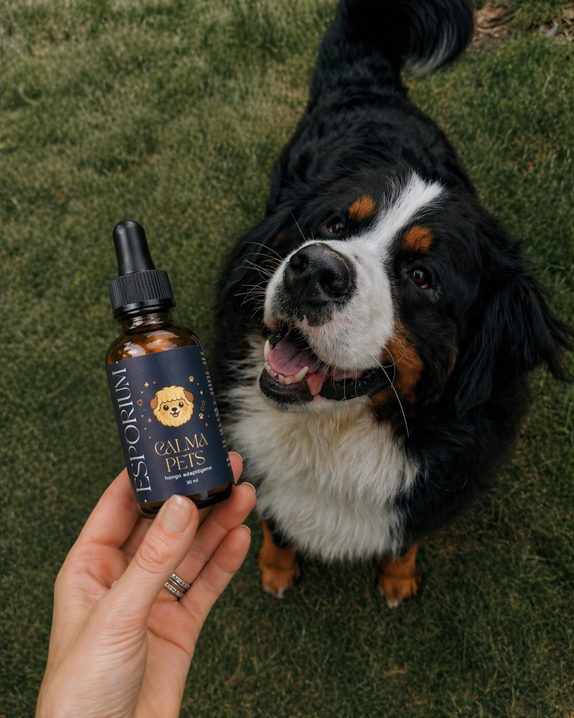 🐾 CALMA PETS (RELACIÓN + TRANQUILIDAD)