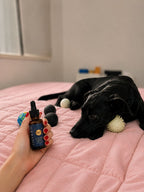 Calma pets ⭢  relajación y tranquilidad